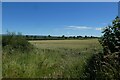 Field beside a bridleway in Theakston