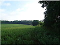 Crop field and hedgerow in DA2 7JE