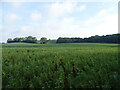 Crop field near Green Street Green in DA2 7JE
