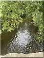 River Marden from Stanley Bridge in SN15 3RG