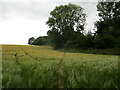 Footpath crossing the corner of a barley field, Partney in Partney