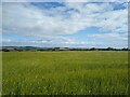 Barley and sky in KY15 5LN