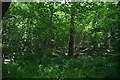 Tilburstowhill Woods in RH9 8LZ