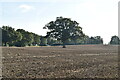 Tree in ploughed field in TN11 9LR