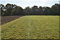Footpath along field edge in TN11 9LR