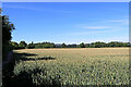Wheat field north-west of Perton in Staffordshire in WV6 7YP
