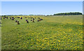 Buttercups at Woodhenge in SP4 8BJ