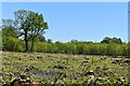 Cleared area, King's Wood in Broomfield and Kingswood