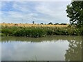 Straw rolls east of the Grand Union Canal in Winwick