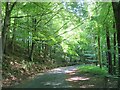 Road through the woods in DL12 0RR