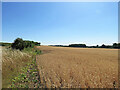 Little Abington: ripe wheat in late July in CB21 6BL