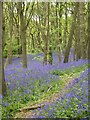Bluebells in Burleigh Wood (3) in LE11 3YQ