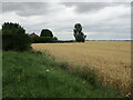 Wheat field and cottages in PE22 8HJ