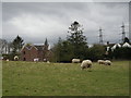 Sheep at Oakridge in TF12 5AW