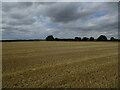 Stubble field near Tumby House in PE22 7RZ