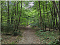 Path, Cowdray Forest in RH17 6QA