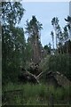 Damage to trees from 2021 Storm Arwen near Bridgeford Farm, Bellingham (1) in NE48 2EJ