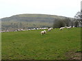 Sheep pasture in Llangattock Community