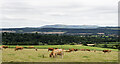 Cattle in field on south side of Hazler Hill in SY6 7EX