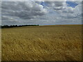 Wheat field near Kinoulton in Nevile & Langar Ward