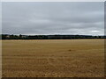 Stubble field off the A329, Pangbourne in RG8 7LH