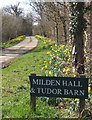 Daffodils at start of driveway to Milden Hall in CO3 5UN