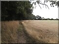 Path by Thistle Storr Wood in Apley