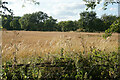 Wheat field near Pear Tree Farm in CV8 1PW