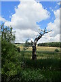 Dead tree by the River Chater in Leighfield