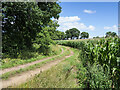 Farm road beside maize crop in TF10 8DU