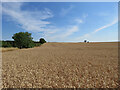 Ripe wheat in early August in SG8 6DN