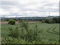 Wheat field between Drum and Todhills in EH22 1RR