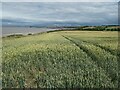 Crops on the cliff north of Lilstock in TA5 1SU