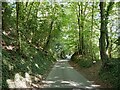 Looking down the lane from Wheatham to Steep Marsh in GU32 2BL