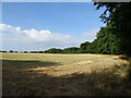 Farmland beside Dipley Copse in RG27 8JW