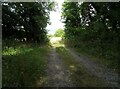 Track through woodland off Ridge Lane in RG27 9SY