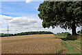Wheat field and bridleway in Wrottesley Old Park, Staffordshire in WV6 7HJ