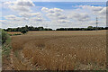Staffordshire crop fields near Nurton in WV6 7HJ