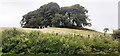 Clump of trees on small hill on west side of The Swartle in CA8 2GF