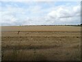 Harvest in progress near Odiham in RG29 1BN