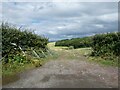 Govett's Copse and Waltham's Copse, south of Kilton in TA5 1ST