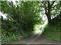 Hedge-lined road to Nether Stowey in TA5 1LF