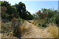 Bridleway along the edge of Crickety Park in Castor