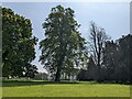 Trees at Toddington Manor in GL54 5DQ