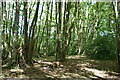 Owlsbury Wood in TN22 5XU