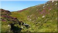 Heather in bloom along Bwlch y Llan in Barmouth Community