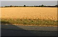 Crop field by Market Lane, Terrington St Clement in PE34 4PX