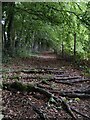 Footpath at Axborough Wood in DY10 3FR