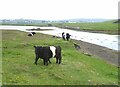 Belted Galloway cattle in ZE2 9EN