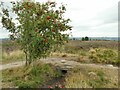 Rowan tree and culvert on Norland Moor in HX4 0BY